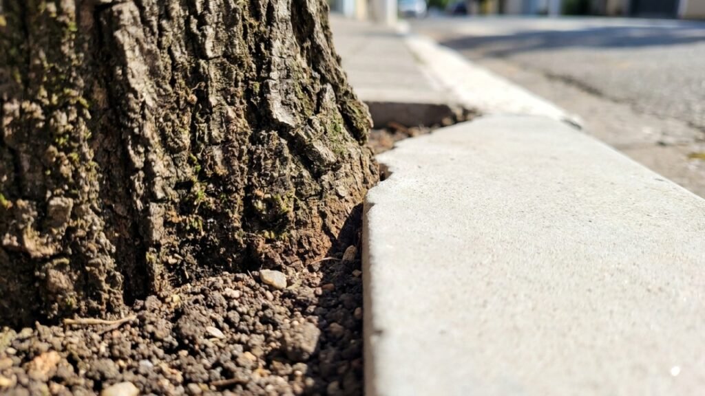 Plantio adequado de árvores com raiz vertical evita rachaduras em calçadas urbanas