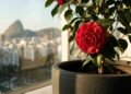 Espécie resistente ao frio mantém varandas floridas durante o inverno