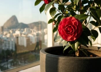 Espécie resistente ao frio mantém varandas floridas durante o inverno