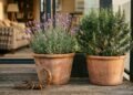 4 plantas para ter em casa que ajudam a afastar escorpiões e decoram ao mesmo tempo