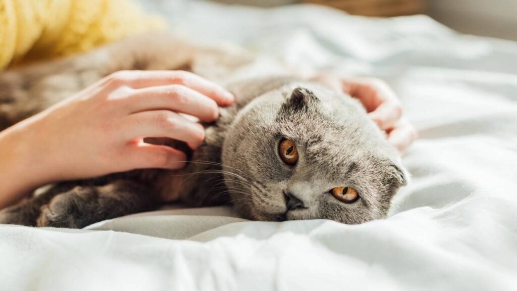Xixi de gato