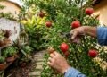 A árvore frutífera perfeita para quem quer beleza, sombra e baixa manutenção em casa