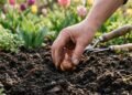 Como plantar tulipas corretamente e garantir flores vibrantes e saudáveis por mais tempo