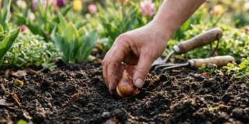 Como plantar tulipas corretamente e garantir flores vibrantes e saudáveis por mais tempo