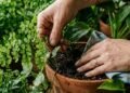 Estas plantas são perfeitas para áreas sem muito sol e estão virando tendência na decoração verde