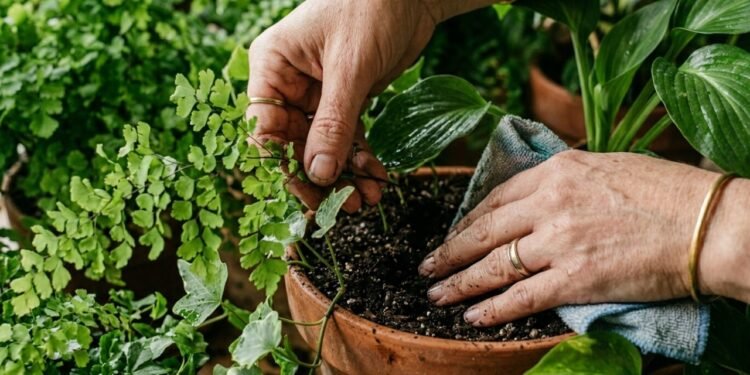 Estas plantas são perfeitas para áreas sem muito sol e estão virando tendência na decoração verde