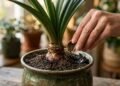 Como adubar o amarílis corretamente para conseguir flores grandes e duradouras