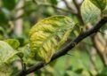 Se as folhas do limão estiverem enrolando, estes sinais da planta merecem atenção