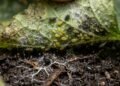 Os principais esconderijos de insetos e fungos que atacam suas plantas