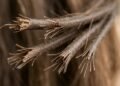 Adeus pontas duplas: a rotina de 2 minutos que sela o cabelo e reduz o aspecto espigado