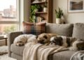 As raças de cães pequenas mais indicadas para quem vive em apartamento
