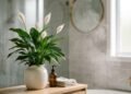 A planta elegante e perfeita para ambientes úmidos que ajuda a prevenir mofo naturalmente