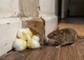 O cheiro que ratos e camundongos odeiam: o que colocar nos cantos da casa para eles nunca mais entrarem 