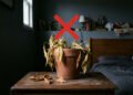 Os 2 cômodos onde você nunca deve colocar plantas dentro de casa e onde elas realmente prosperam