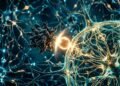 Cientistas descobrem nova estratégia promissora para deter o Parkinson