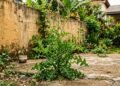 Planta da desintoxicação: a erva espontânea que ajuda a eliminar toxinas do organismo e combater a retenção de líquidos naturalmente