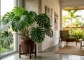 A planta tropical que filtra o ar da casa e precisa apenas de luz indireta para crescer