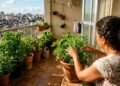 Saiba quais são as espécies acessíveis que agem como um repelente natural no seu lar