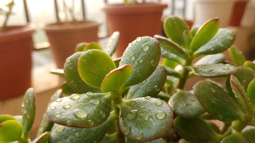 Cultivo de plantas da fortuna em casa exige poucos cuidados e iluminação