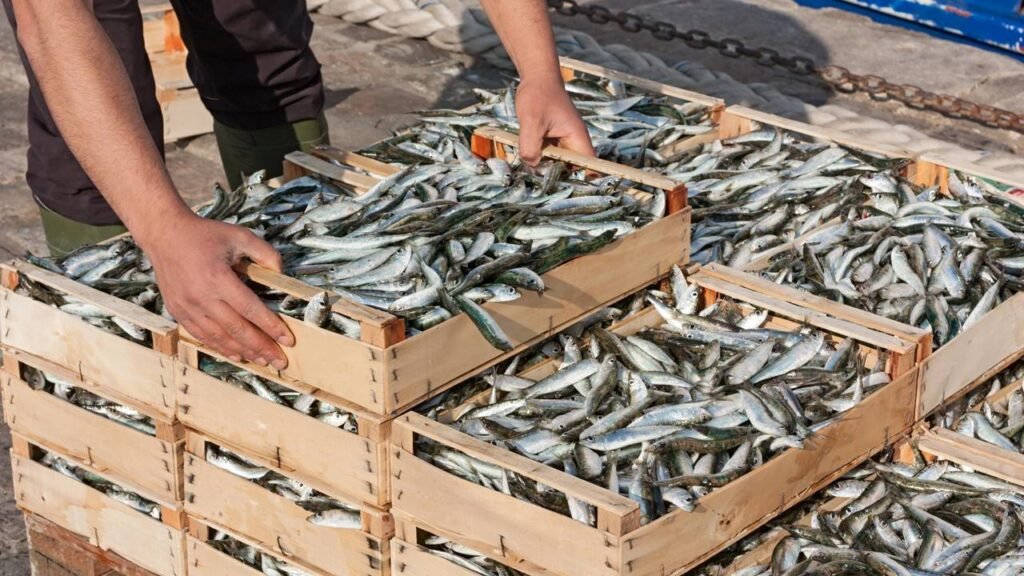 Sardinhas em lata