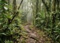 Peabiru revela o caminho ancestral que ligava o Atlântico aos Andes e ainda intriga o Brasil