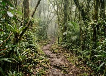 Peabiru revela o caminho ancestral que ligava o Atlântico aos Andes e ainda intriga o Brasil