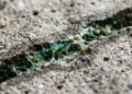 Cientistas do Texas desenvolvem um tipo de "concreto vivo" que cura suas próprias rachaduras usando líquens sintéticos