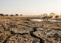 Seca na savana africana revela a luta extrema dos animais por água, alimento e sobrevivência