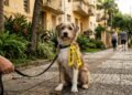 O significado crucial das fitas coloridas nas guias de cães e o que elas indicam sobre a socialização do pet