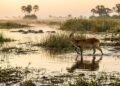 Delta do Okavango revela a luta pela sobrevivência onde a água decide o destino dos animais