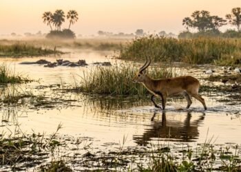 Delta do Okavango revela a luta pela sobrevivência onde a água decide o destino dos animais