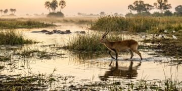 Delta do Okavango revela a luta pela sobrevivência onde a água decide o destino dos animais