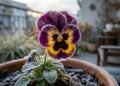 Como escolher flores que resistem ao frio para manter o jardim colorido no inverno