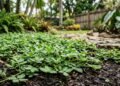 Espécies de plantas rasteiras que ajudam a impedir ervas daninhas e deixam o quintal mais bonito e fácil de cuidar