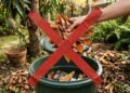 Não jogue fora as folhas secas do jardim: elas podem se transformar em um verdadeiro tesouro