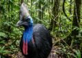 Austrália selvagem revela animais extremos que parecem sobreviver ao fim do mundo