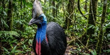 Austrália selvagem revela animais extremos que parecem sobreviver ao fim do mundo