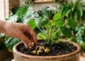 Como usar casca de banana nas plantas para adubar o solo de forma natural