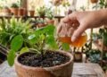 Por que os especialistas recomendam regar as plantas com cerveja e com que frequência isso deve ser feito