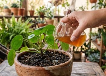 Por que os especialistas recomendam regar as plantas com cerveja e com que frequência isso deve ser feito