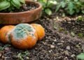Não jogue fora tangerinas mofadas: como transformá-las em uma poderosa aliada para repelir formigas