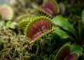 Por que as plantas carnívoras comem insetos e como funciona essa digestão