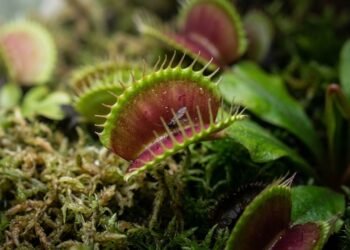Por que as plantas carnívoras comem insetos e como funciona essa digestão