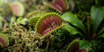 Por que as plantas carnívoras comem insetos e como funciona essa digestão