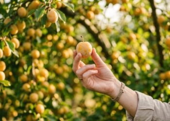 A fruta que parece pêssego e tem mais potássio que banana