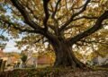 A história do carvalho de 400 anos eleito o mais bonito da Espanha e sua sombra gigante