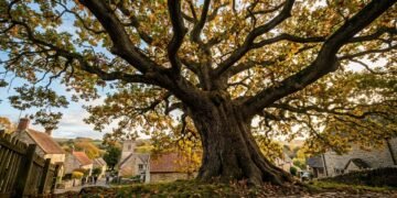 A história do carvalho de 400 anos eleito o mais bonito da Espanha e sua sombra gigante