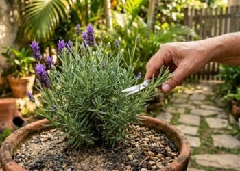 O cuidado de junho que faz a lavanda florescer mais e perfumar o jardim por meses