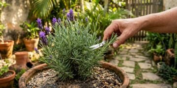 O cuidado de junho que faz a lavanda florescer mais e perfumar o jardim por meses