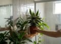 As plantas que ajudam a combater a umidade e deixam o banheiro mais bonito